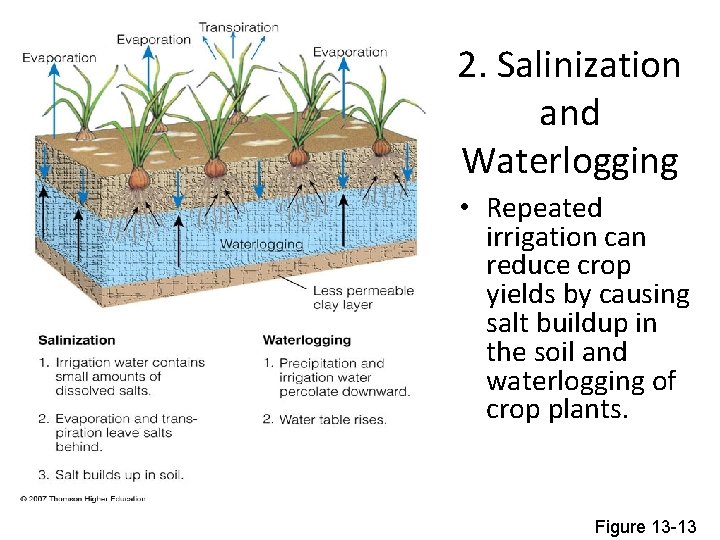 2. Salinization and Waterlogging • Repeated irrigation can reduce crop yields by causing salt