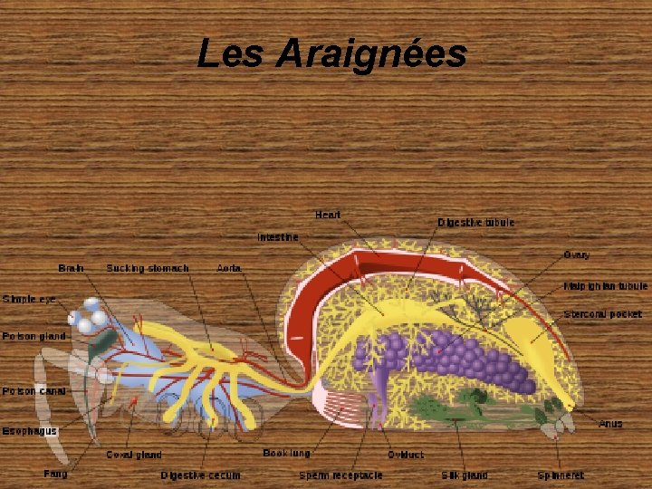 Les Araignées 