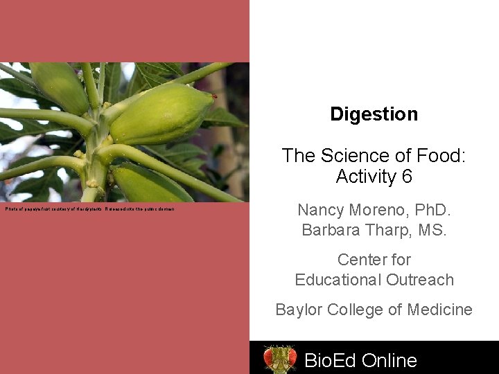 Digestion The Science of Food: Activity 6 Photo of papaya fruit courtesy of Hardyplants.