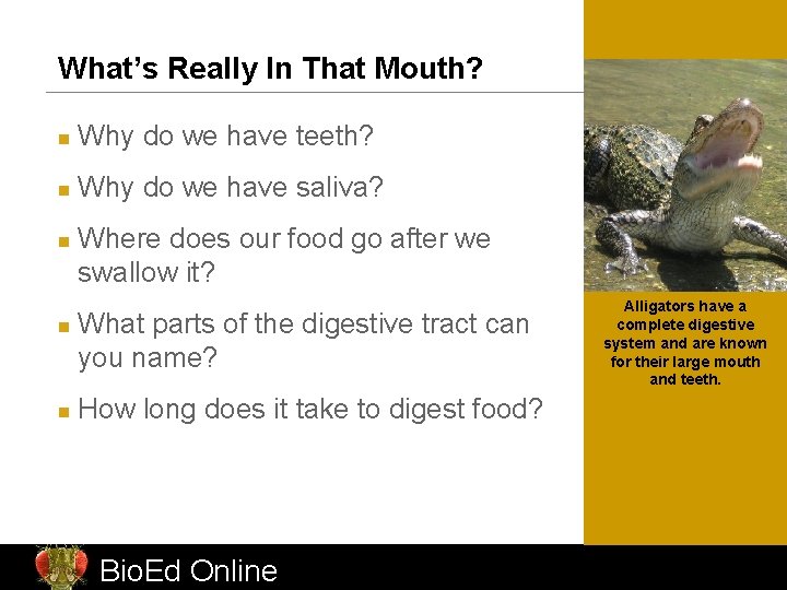 What’s Really In That Mouth? n Why do we have teeth? n Why do