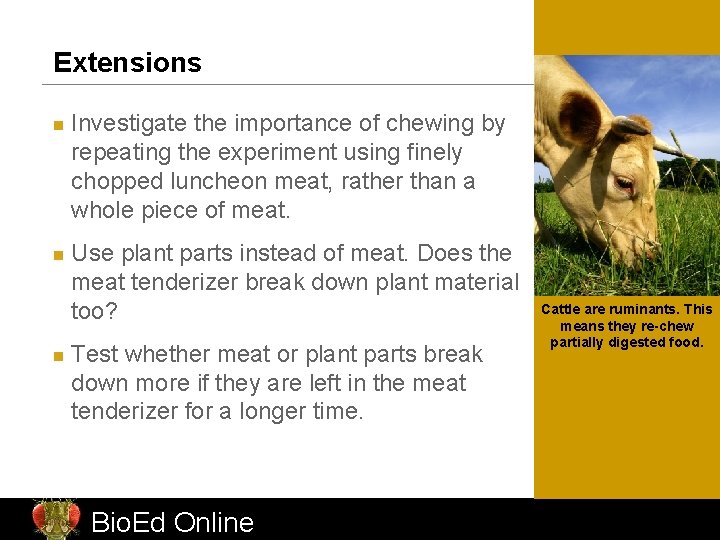 Extensions n n n Investigate the importance of chewing by repeating the experiment using