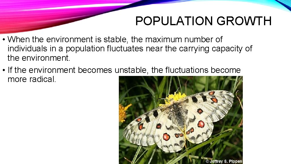 POPULATION GROWTH • When the environment is stable, the maximum number of individuals in