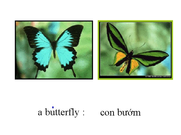 a butterfly : con bướm 