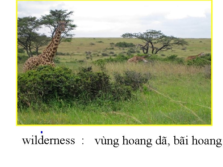 wilderness : vùng hoang dã, bãi hoang 