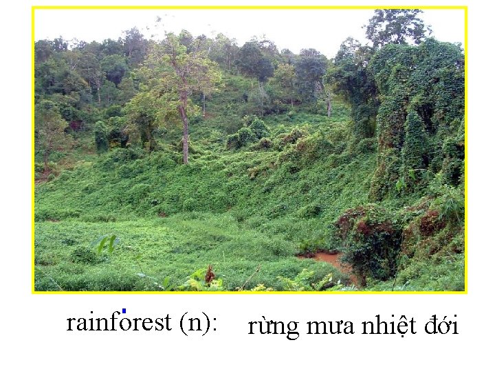 rainforest (n): rừng mưa nhiệt đới 