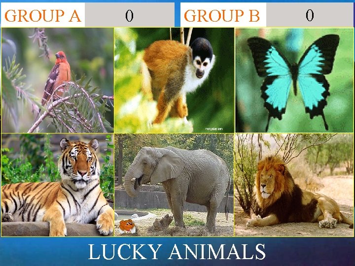 GROUP A 60 40 50 10 20 30 0 GROUP B LUCKY ANIMALS 0