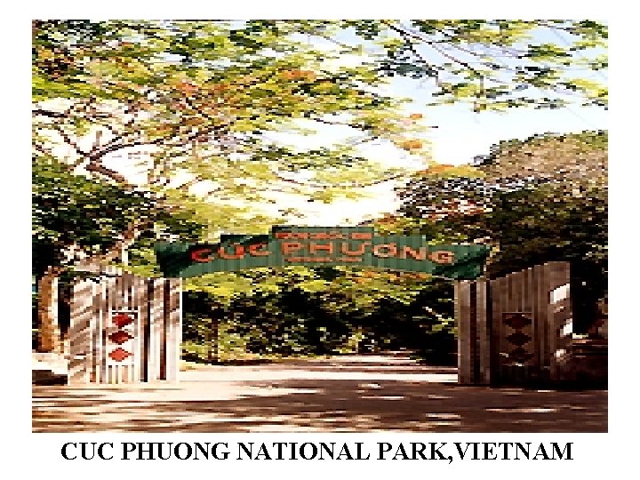 CUC PHUONG NATIONAL PARK, VIETNAM 