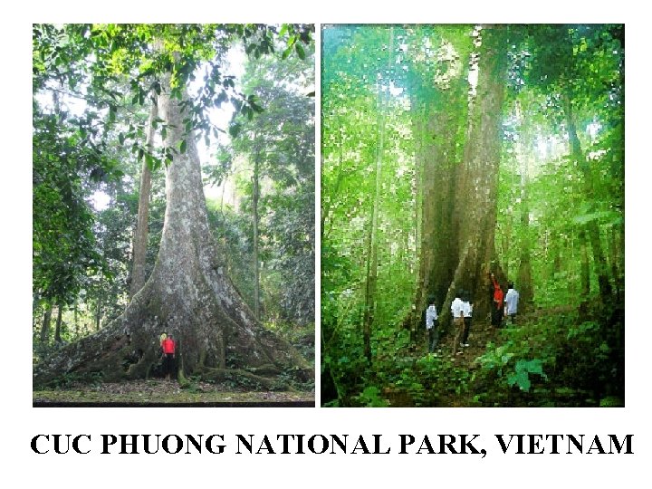 CUC PHUONG NATIONAL PARK, VIETNAM 