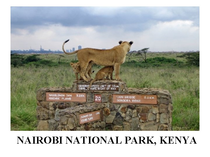 NAIROBI NATIONAL PARK, KENYA 