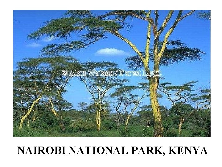 NAIROBI NATIONAL PARK, KENYA 