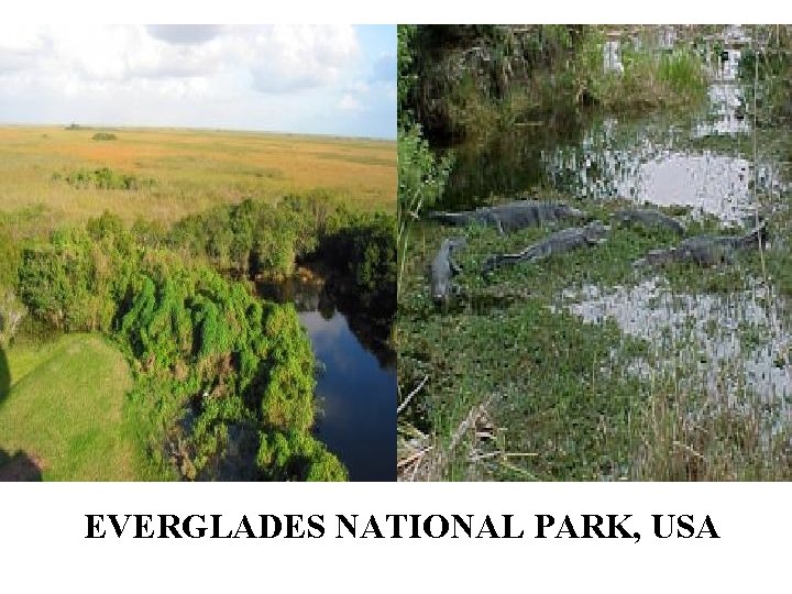 EVERGLADES NATIONAL PARK, USA 