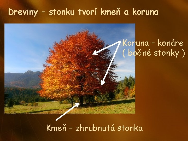 Dreviny – stonku tvorí kmeň a koruna Koruna – konáre ( bočné stonky )