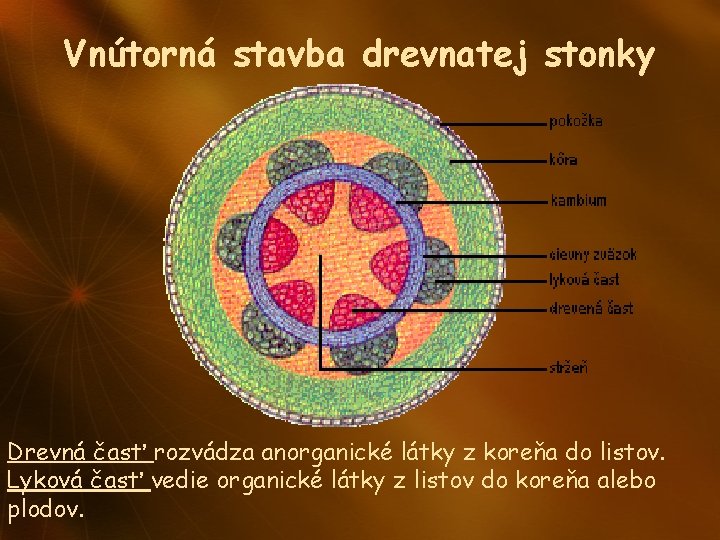 Vnútorná stavba drevnatej stonky Drevná časť rozvádza anorganické látky z koreňa do listov. Lyková