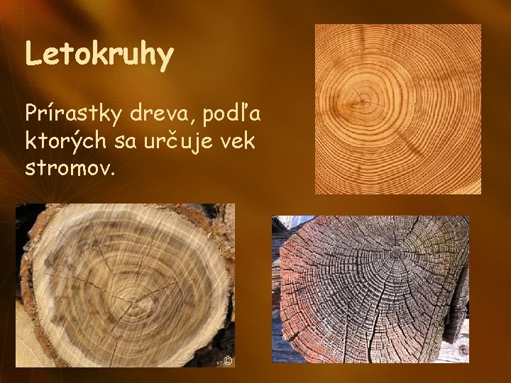 Letokruhy Prírastky dreva, podľa ktorých sa určuje vek stromov. 