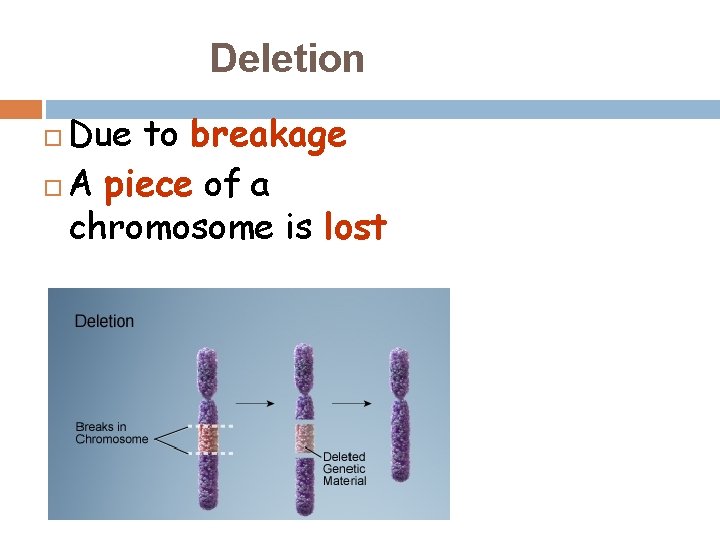 Deletion Due to breakage A piece of a chromosome is lost 