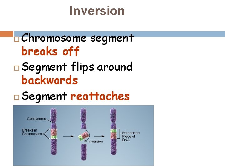 Inversion Chromosome segment breaks off Segment flips around backwards Segment reattaches 