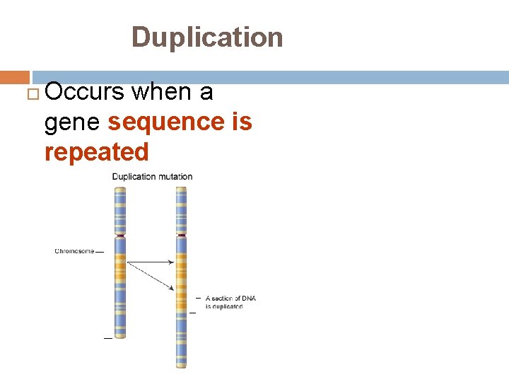 Duplication Occurs when a gene sequence is repeated 