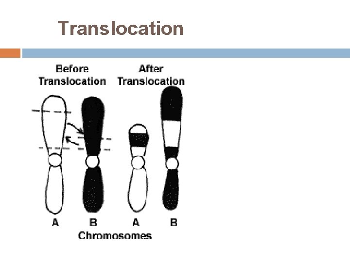 Translocation 