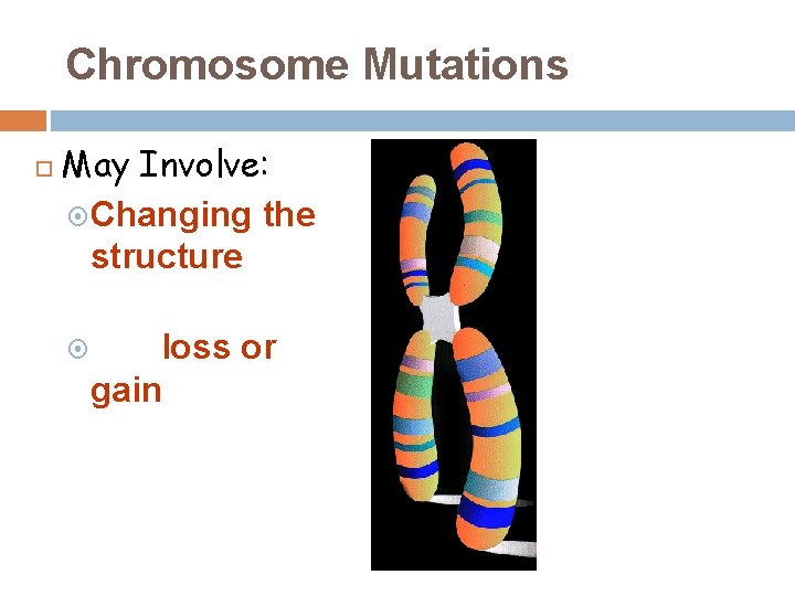 Chromosome Mutations May Involve: Changing the structure of a chromosome The loss or gain