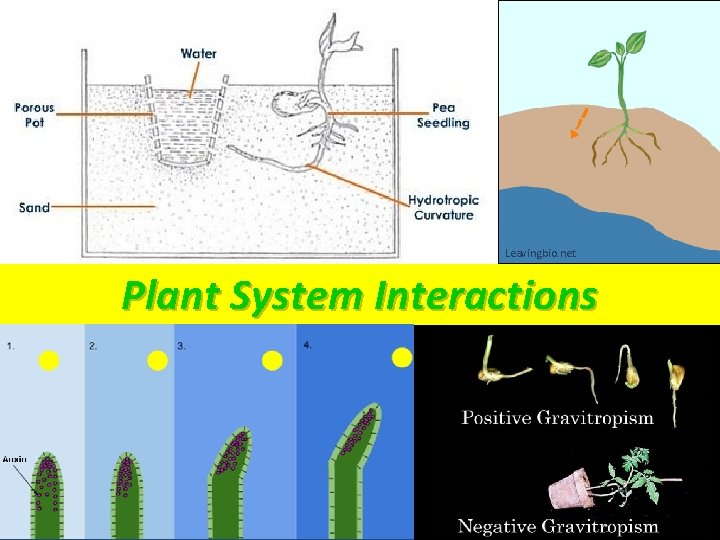 Leavingbio. net Plant System Interactions 