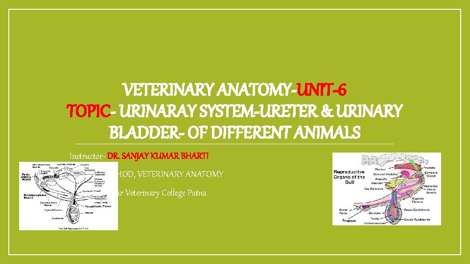VETERINARY ANATOMY-UNIT-6 TOPIC- URINARAY SYSTEM-URETER & URINARY BLADDER- OF DIFFERENT ANIMALS Instructor- DR. SANJAY