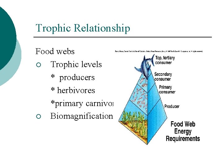 Trophic Relationship Food webs ¡ Trophic levels * producers * herbivores *primary carnivores ¡