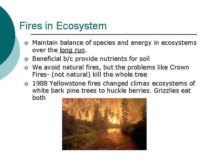 Fires in Ecosystem ¡ ¡ Maintain balance of species and energy in ecosystems over