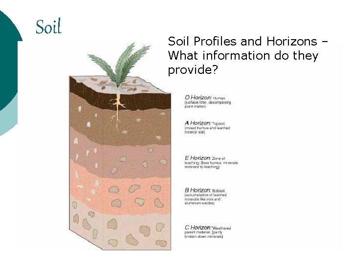 Soil Profiles and Horizons – What information do they provide? 