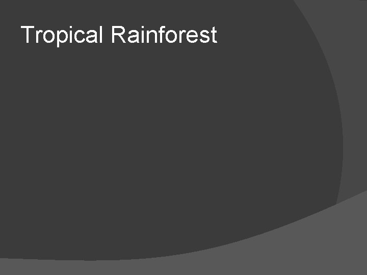 Tropical Rainforest 