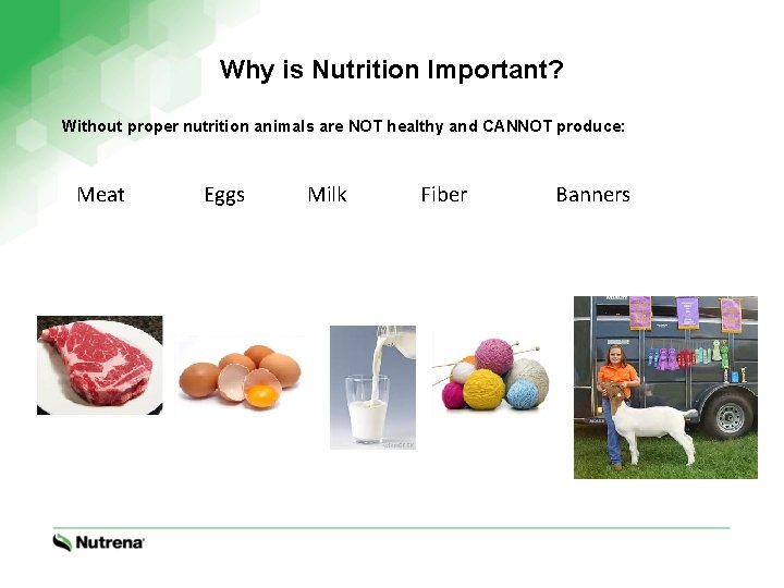 Why is Nutrition Important? Without proper nutrition animals are NOT healthy and CANNOT produce: