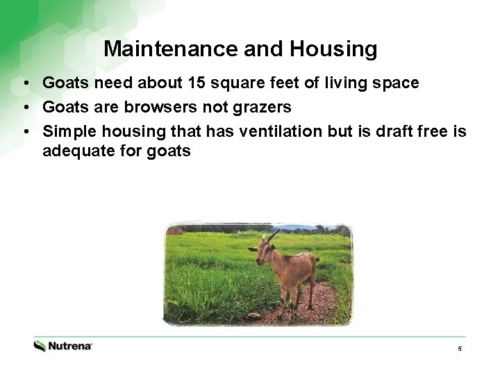 Maintenance and Housing • Goats need about 15 square feet of living space •