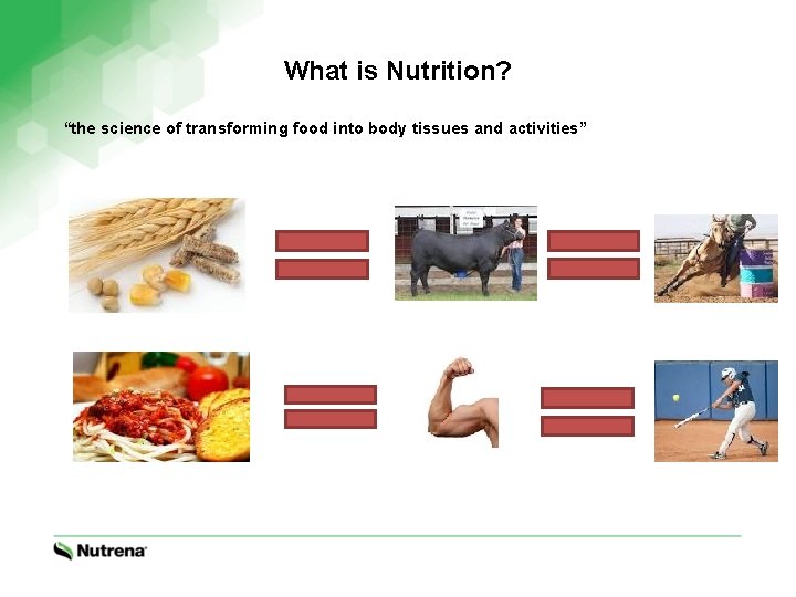 What is Nutrition? “the science of transforming food into body tissues and activities” 