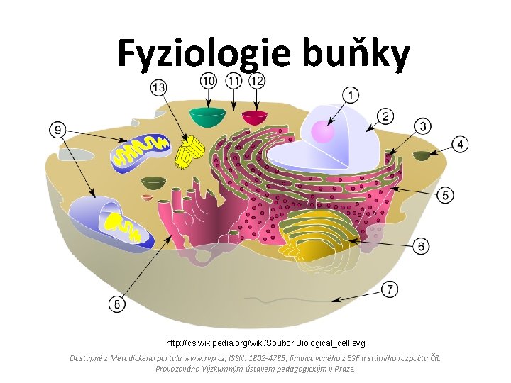 Fyziologie buňky http: //cs. wikipedia. org/wiki/Soubor: Biological_cell. svg Dostupné z Metodického portálu www. rvp.