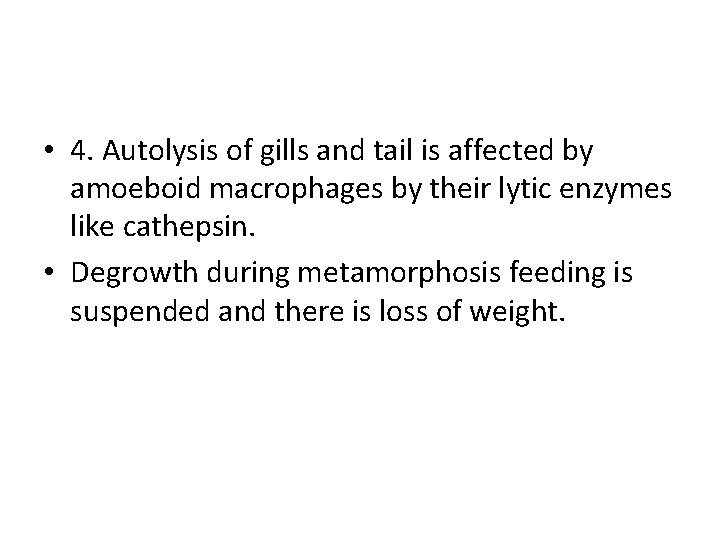  • 4. Autolysis of gills and tail is affected by amoeboid macrophages by