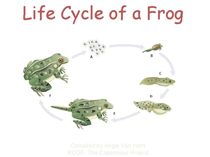 Life Cycle of a Frog Compiled by Angel Van Horn RCOE, The Copernicus Project