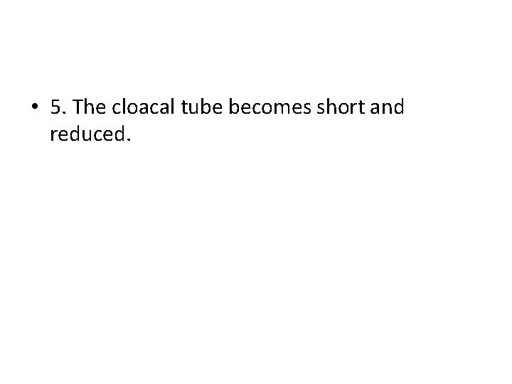  • 5. The cloacal tube becomes short and reduced. 