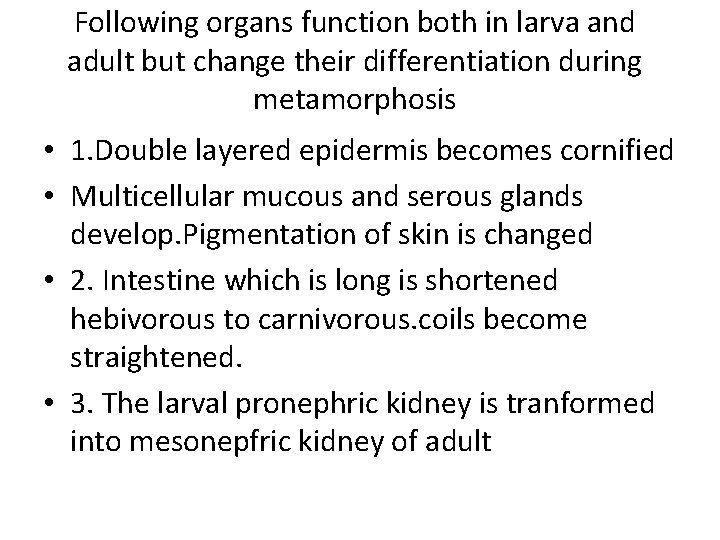 Following organs function both in larva and adult but change their differentiation during metamorphosis
