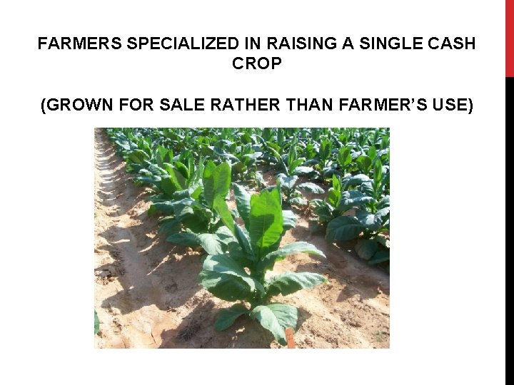 FARMERS SPECIALIZED IN RAISING A SINGLE CASH CROP (GROWN FOR SALE RATHER THAN FARMER’S