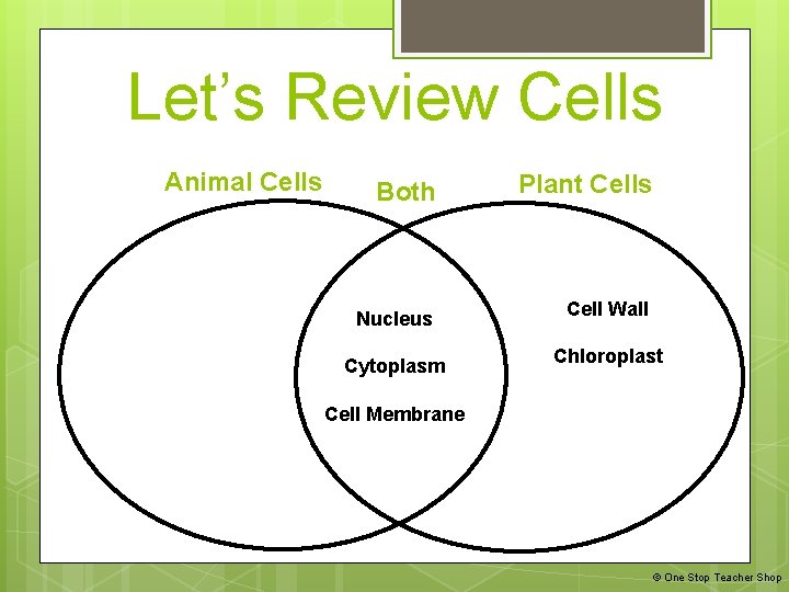 Let’s Review Cells Animal Cells Both Nucleus Cytoplasm Plant Cells Cell Wall Chloroplast Cell