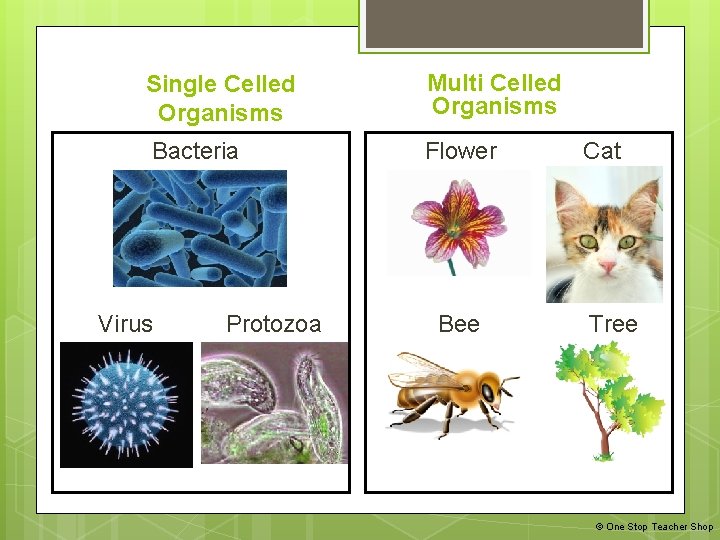 Single Celled Organisms Multi Celled Organisms Bacteria Flower Virus Protozoa Bee Cat Tree ©