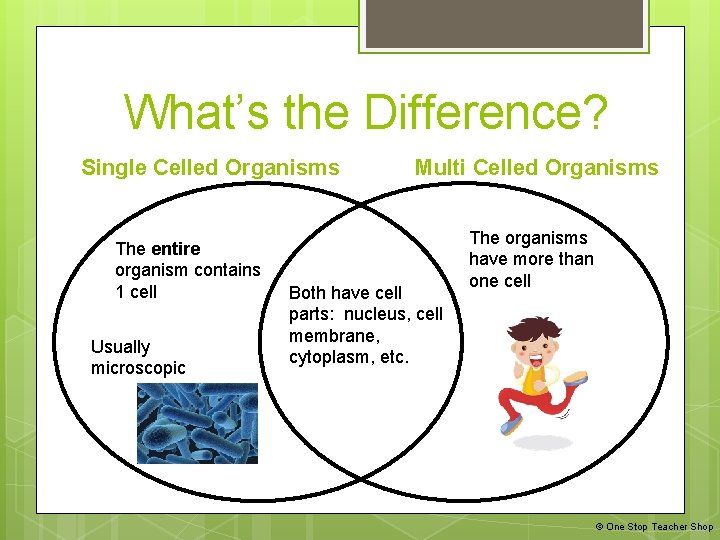 What’s the Difference? Single Celled Organisms The entire organism contains 1 cell Usually microscopic