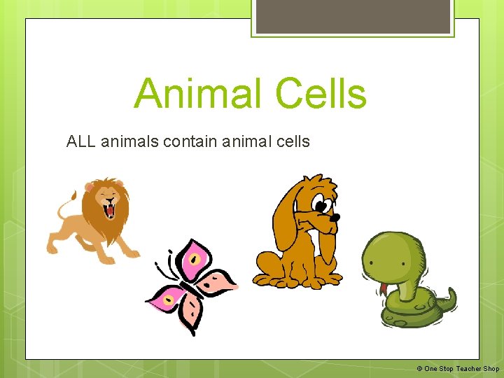 Animal Cells ALL animals contain animal cells If the gorilla eats watermelon every night,