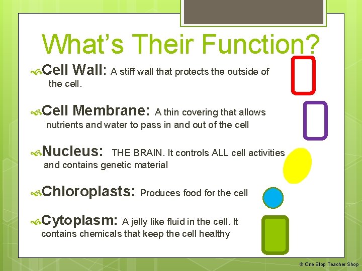 What’s Their Function? Cell Wall: A stiff wall that protects the outside of the