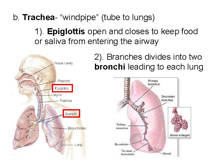 Unit 6 Respiratory and Circulatory Systems UNIT 6