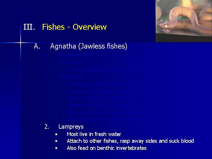 III. Fishes - Overview A. Agnatha (Jawless fishes) • • Unpaired fins Lack jaws