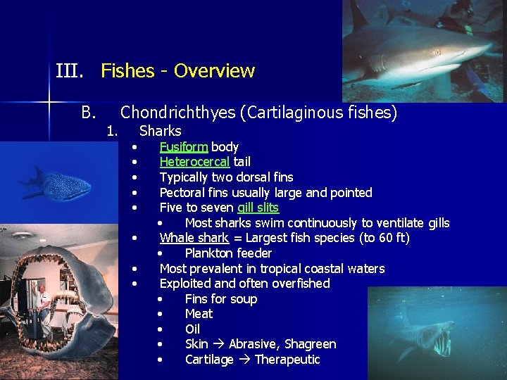 III. Fishes - Overview B. 1. Chondrichthyes (Cartilaginous fishes) • • Sharks Fusiform body