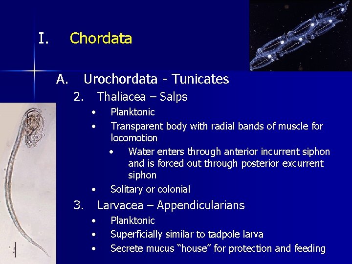 I. Chordata A. Urochordata - Tunicates 2. Thaliacea – Salps • • • 3.