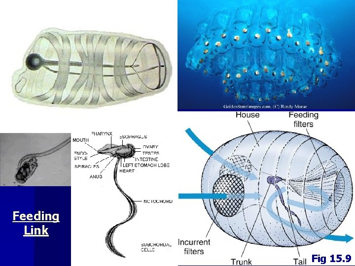 Feeding Link Fig 15. 9 