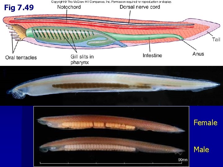 Fig 7. 49 Female Male 