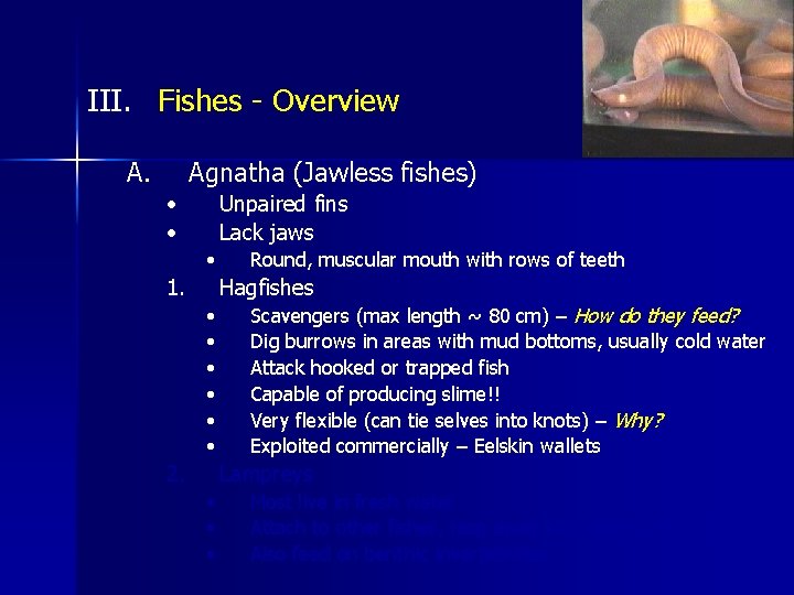 III. Fishes - Overview A. Agnatha (Jawless fishes) • • Unpaired fins Lack jaws